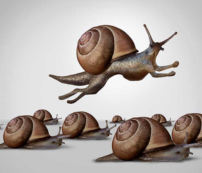Snail Race